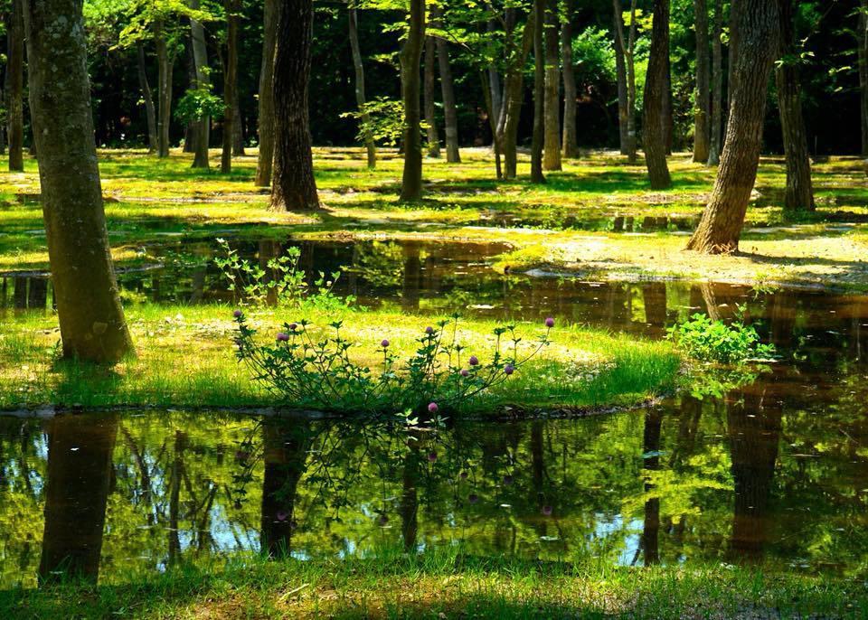 Art Biotop Nasu Exteriér fotografie